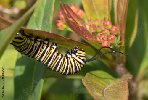 Monarch Battefly Catterpillar Eating Milkweed Leaf © Natalia Kuzmina