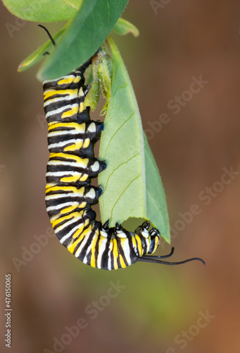 Monarch Battefly Catterpillar Eating Milkweed Leaf