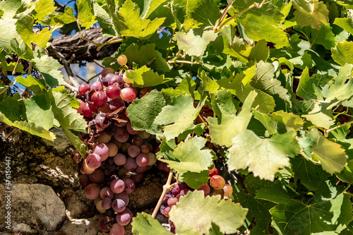 Closuep shot of fresh grapes fwoing in sunlight on a vineyard in Crete, Greece