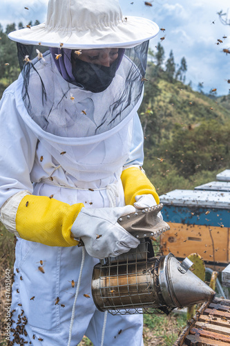 Young beekeeping woman with smoker working in a hive to extract honey from bees