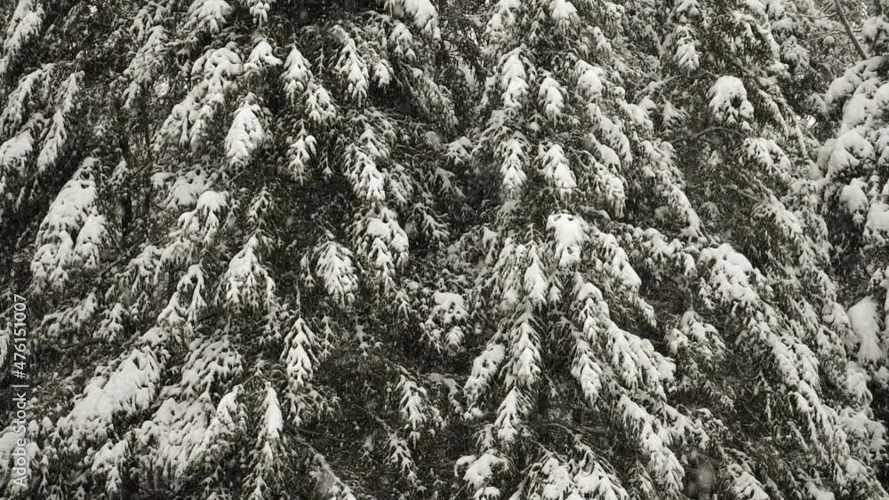 Slow motion snowflakes. Heavy snow on coniferous trees in the background. Winter forest in Ontario, Canada. Slow motion snowflakes. Heavy snow on coniferous trees in the background. Winter forest in Ontario, Canada.