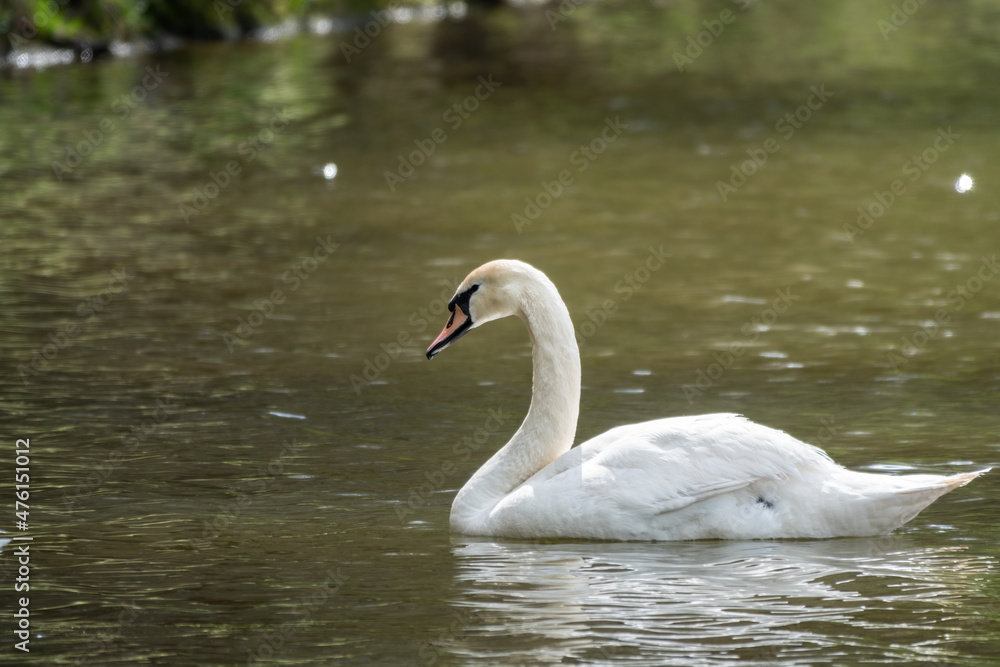 A graceful white swan swimming on a lake with dark green water. The white swan is reflected in the water A graceful white swan swimming on a lake with dark green water. The white swan is reflected in the water