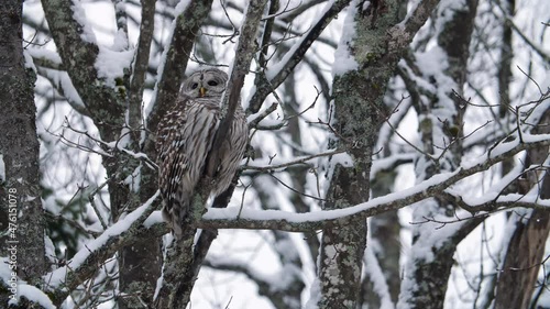 Barred Owl sits on snow covered branch. Winter forest in Ontario, Canada. photo