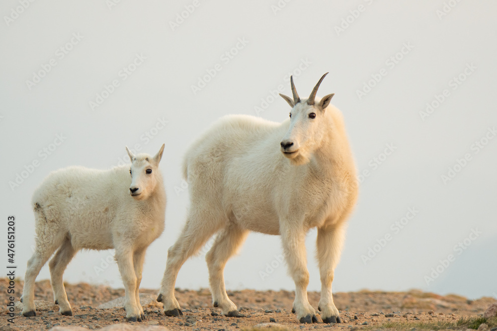 Fototapeta premium A mama and baby goat stare into the distance.