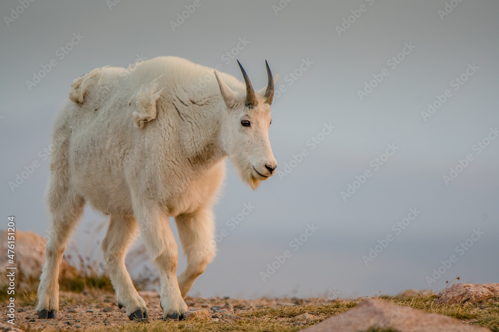 A mountain goat crosses a summit in the Beartooth Mountains. A mountain goat crosses a summit in the Beartooth Mountains.