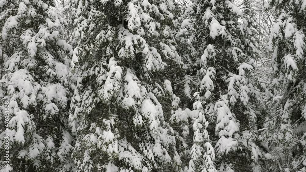 Snowing with heavy snow on coniferous trees in the background. Winter forest in Ontario, Canada. Snowing with heavy snow on coniferous trees in the background. Winter forest in Ontario, Canada.