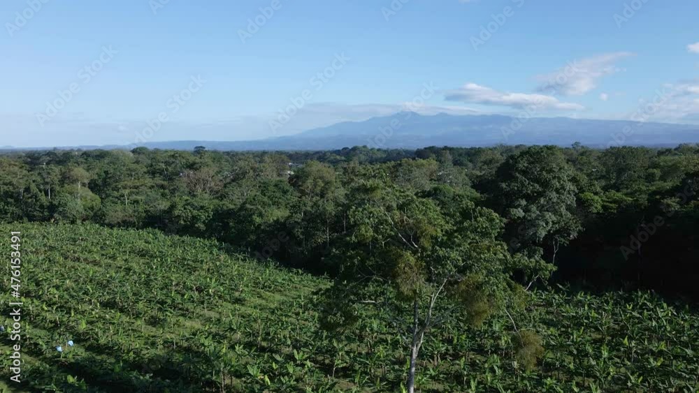 Commercial banana plantation in Alajuela, Costa Rica filmed by a drone. Aerial view of a flight above tropical fruit trees surrounded by mixed forest with mountains in the background. Commercial banana plantation in Alajuela, Costa Rica filmed by a drone. Aerial view of a flight above tropical fruit trees surrounded by mixed forest with mountains in the background.
