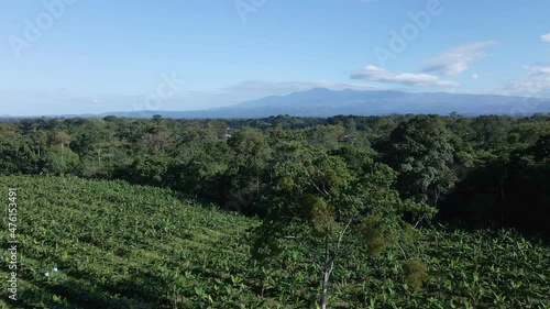 Wallpaper Mural Commercial banana plantation in Alajuela, Costa Rica filmed by a drone. Aerial view of a flight above tropical fruit trees surrounded by mixed forest with mountains in the background. Torontodigital.ca
