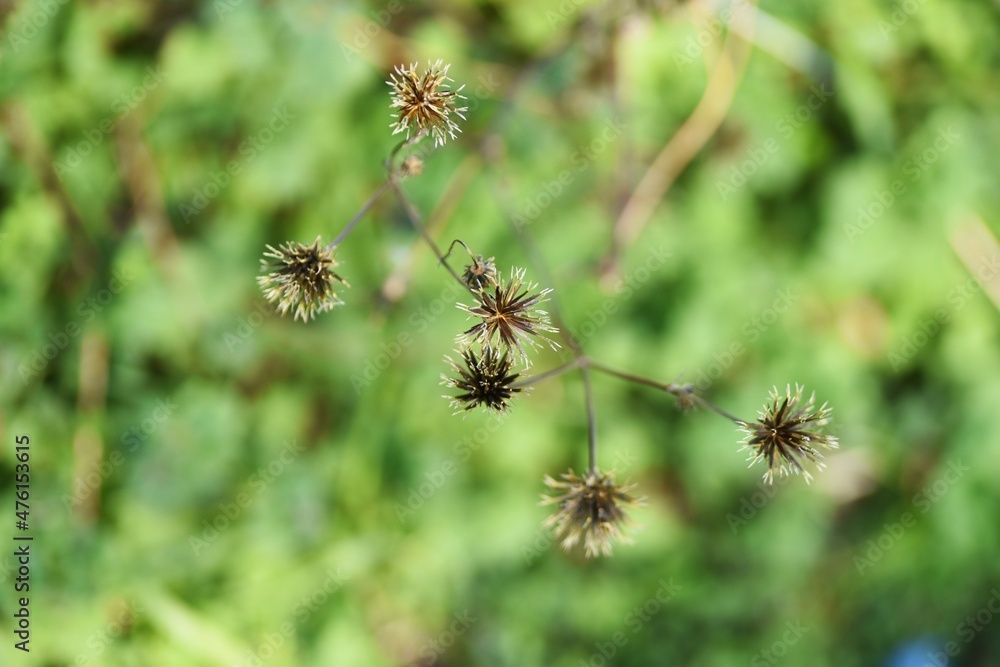 Hairy beggar ticks achene. Asteraceae annual weed. Hairy beggar ticks achene. Asteraceae annual weed.