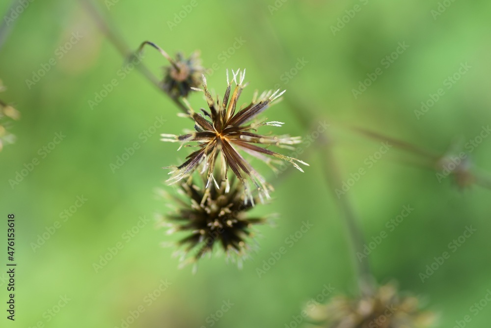 Hairy beggar ticks achene. Asteraceae annual weed. Hairy beggar ticks achene. Asteraceae annual weed.