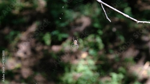 Spider Araneus close-up on a web against a background of green nature. Araneus diadematus. Spider cross-shaped in summer forest. Genus of araneomorphic spiders of orb-web family Araneidae. 4K photo