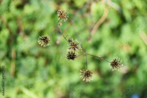 Hairy beggar ticks achene. Asteraceae annual weed. © tamu