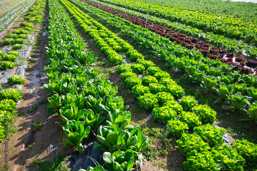 Chard leaf and salad plants carefully growing in the garden photo