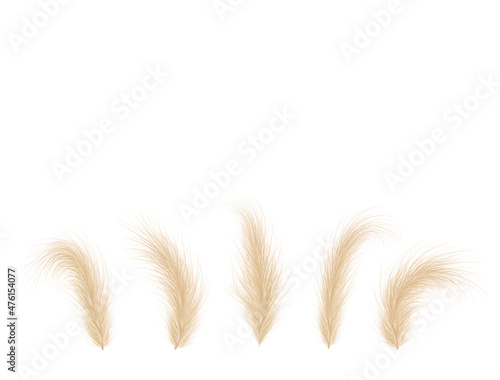 Pampas grass collection. Floral ornament elements in boho style. Vector illustration isolated on white background. Trendy design for wedding invitations, postcards, interior or flower arrangements.