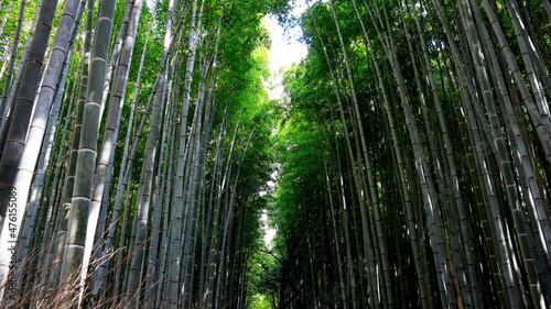 Arashiyama Bamboo Forest in Kyoto