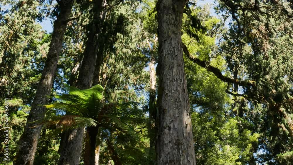 Panning shot of beautiful mystical forest with green fern plants and flora and fauna species -Beautiful sunny day in woodland of Whirinaki Rainforest,NZ