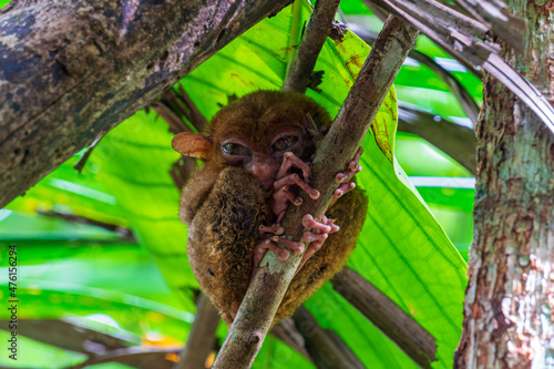 Phillipine Tarsier (tarsius syrichta), a small primate native to Bohol island, Philippines.  Nature and travel. photo