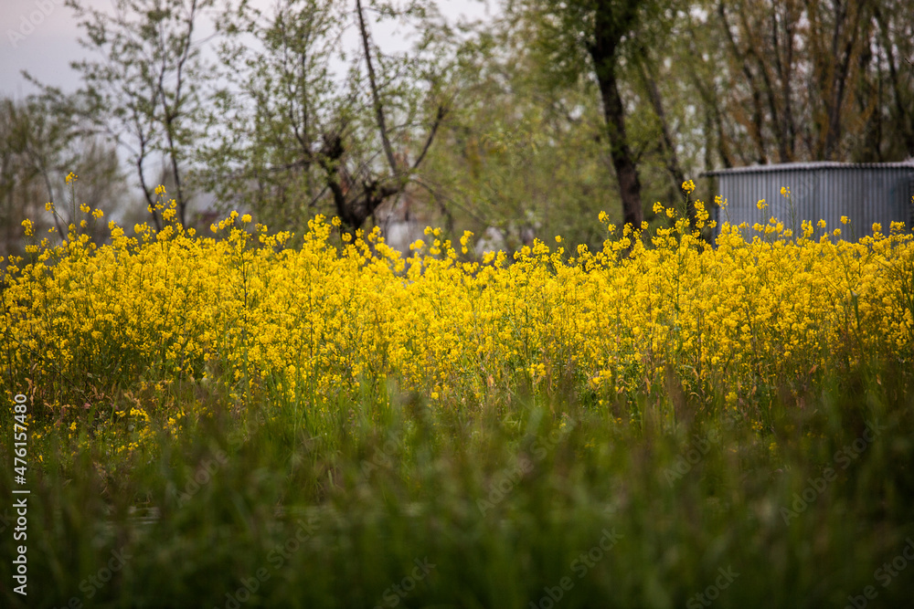 Obraz premium field of yellow flowers
