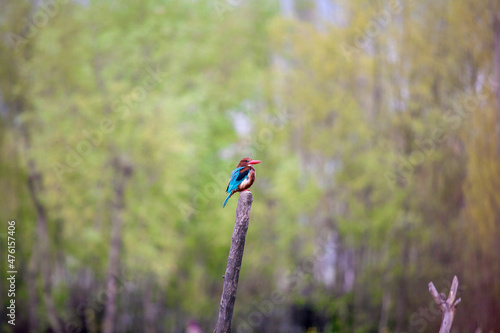 King Fisher Bird