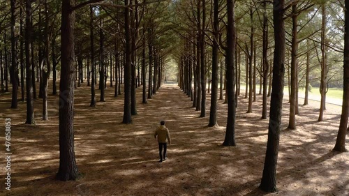 a man in a golden jacket walking down the center of a uniform and symmetrical forest in jacobson park lexington Kentucky 4k photo