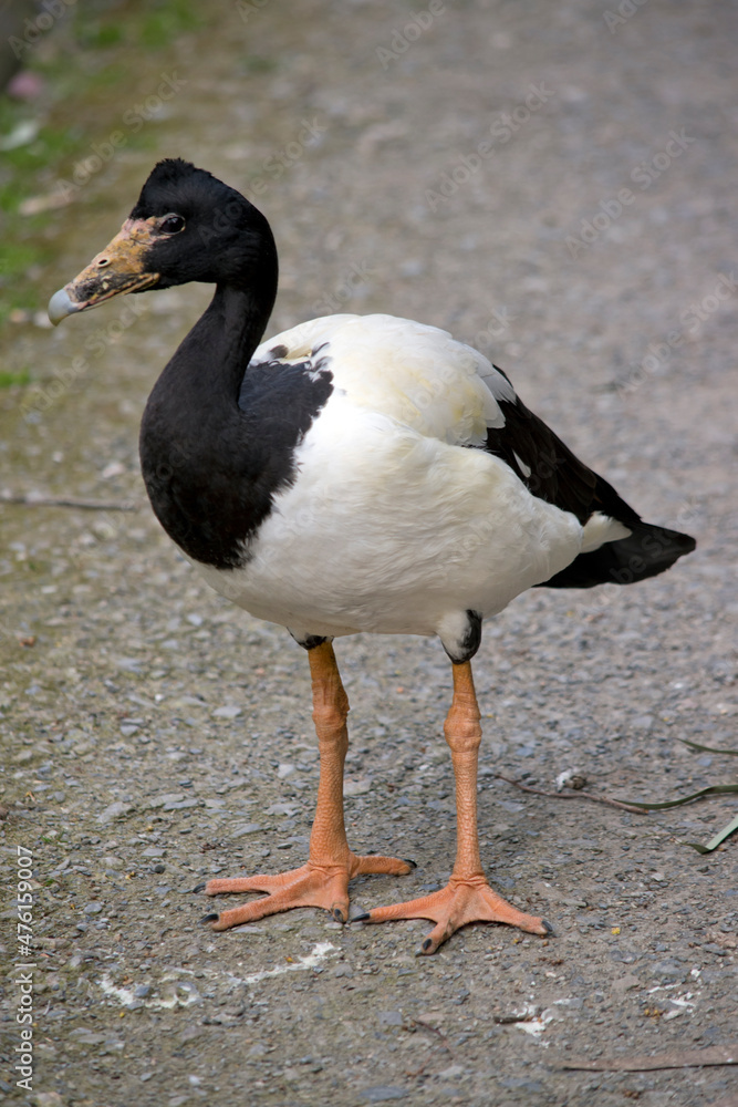 the magpie goose is looking for food