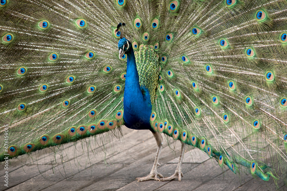 Fototapeta premium this is a close up of a peacock displaying hi tail feathers