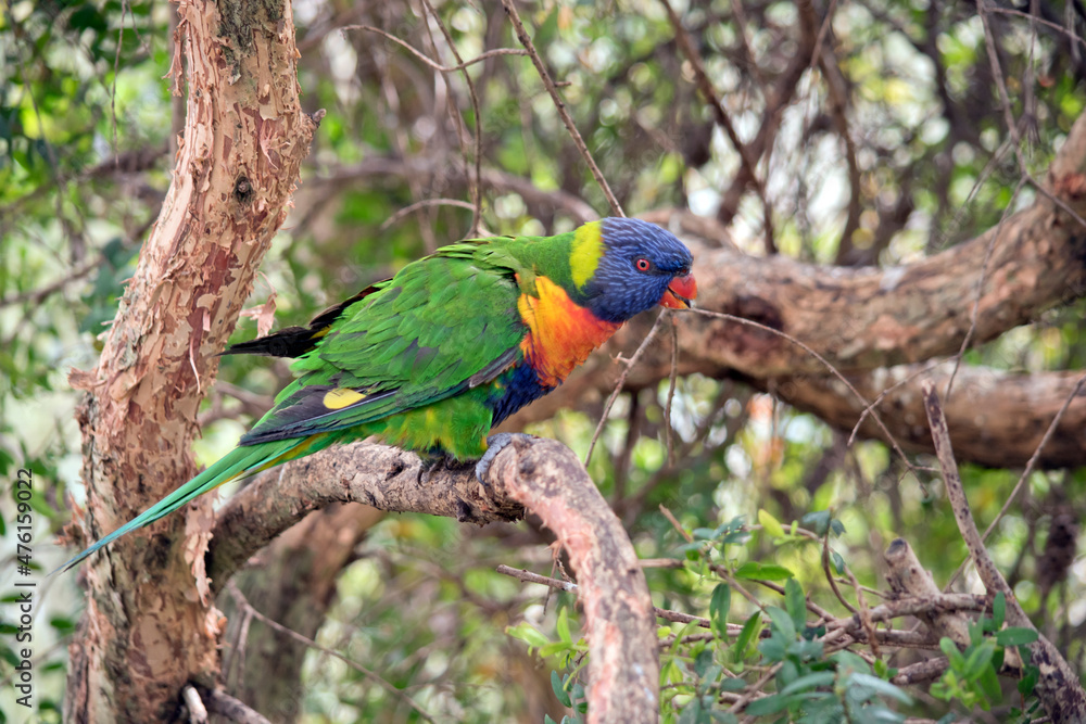 Obraz premium the rainbow lorikeet is perched on a branch