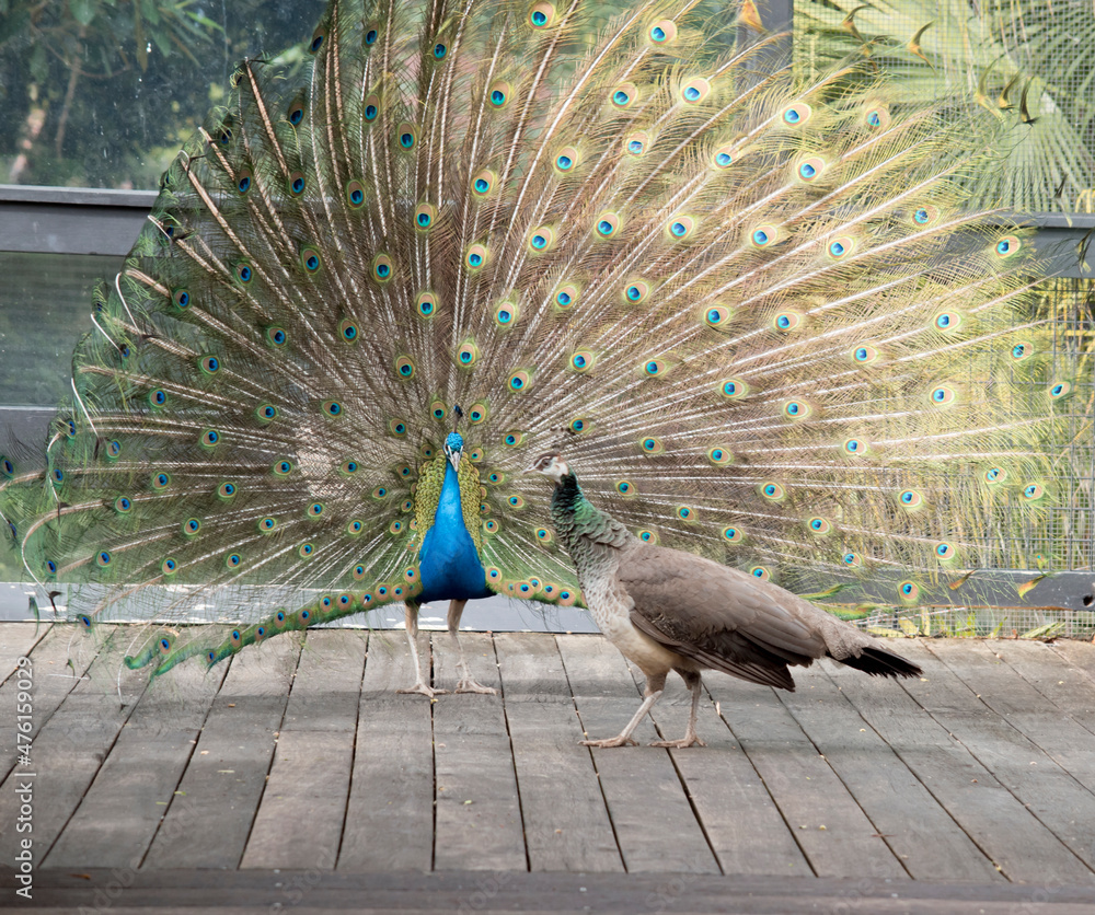 Fototapeta premium the peacock is displaying his tail feathers to the peahen