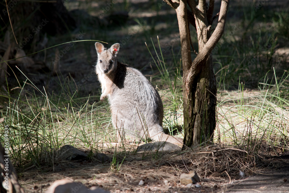 Obraz premium the tammar wallaby is being monitered with a red tag