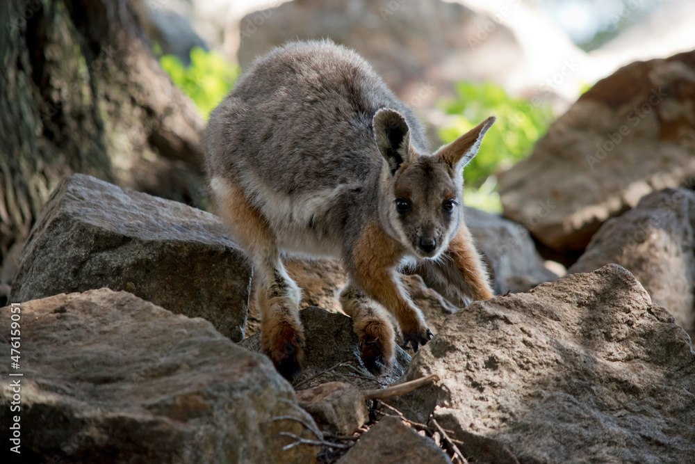 the young yellow footed rock wallaby is climbing the rocks the young yellow footed rock wallaby is climbing the rocks