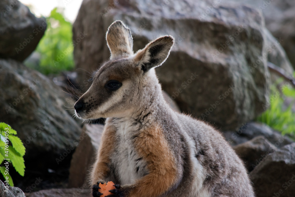 Fototapeta premium this is a close up of a yellow footed rock wallaby eating a carrot