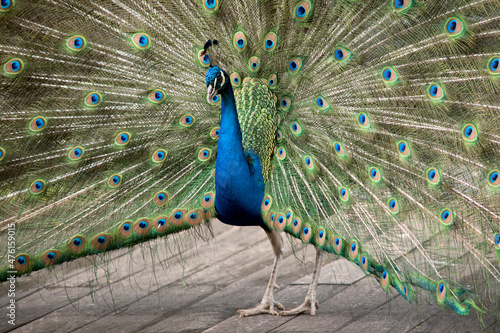 this is a close up of a peacock displaying hi tail feathers