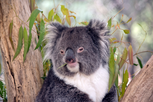 Photography this is a close up of a koala eating gum leaves