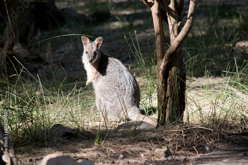 the tammar wallaby is being monitered with a red tag © susan flashman
