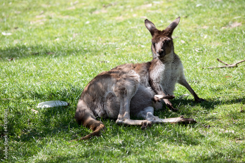the western grey kangaroo has a joey in its pouch. the joeys legs are sticking out of her pouch