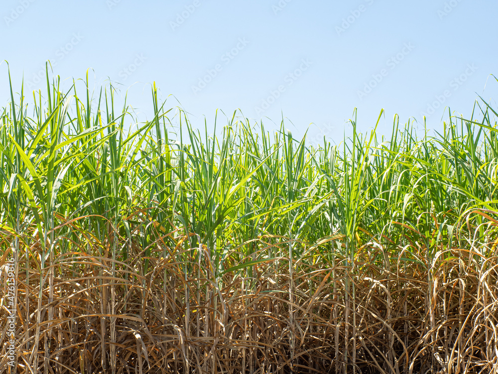 Obraz premium Sugarcane plantations,the agriculture tropical plant in Thailand