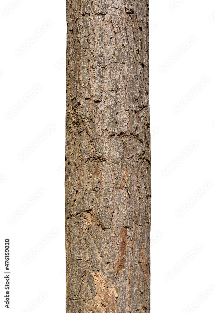 Fototapeta premium Trunk of a Tree Isolated On White Background