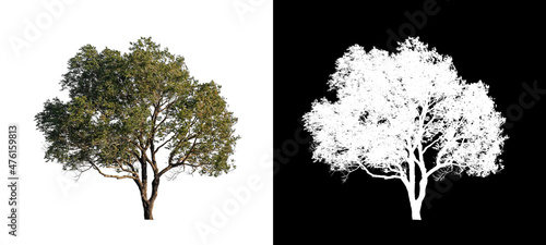 Tree isolated on white background with clipping path and alpha channel
