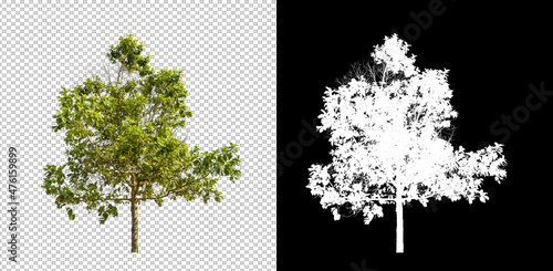 Tree isolated on white background with clipping path and alpha channel
