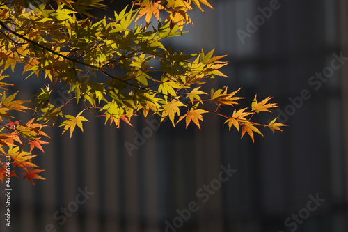 Stampa su Tela 紅葉が進み色鮮やかになった東京ミッドタウンの檜町公園　東京、赤坂にある東京ミッドタウンとその公園やそこから見える赤坂、六本木の風景