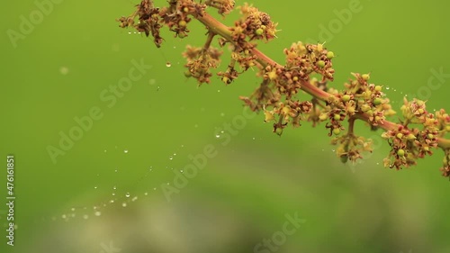 A Shallow focus of a Spider web and water droplets on plants on a green blurred background
