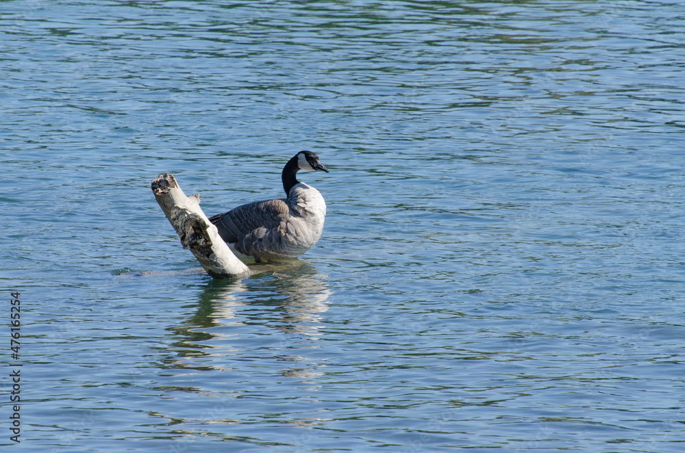 Canada goose on the water