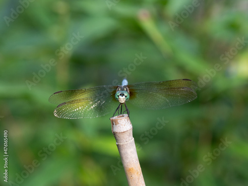 Blue Dasher Dragonfly Facing the Camera Against Green Background