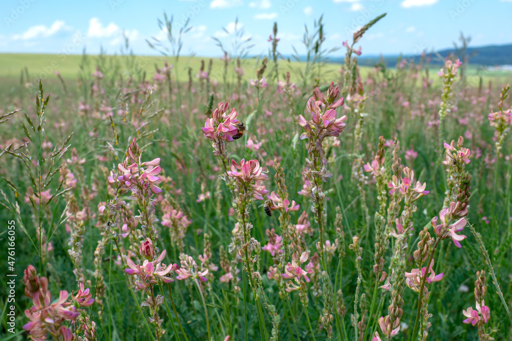 Blooming field of sainfoin. Honey plant. Red flowers close-up. Blooming field of sainfoin. Honey plant. Red flowers close-up.