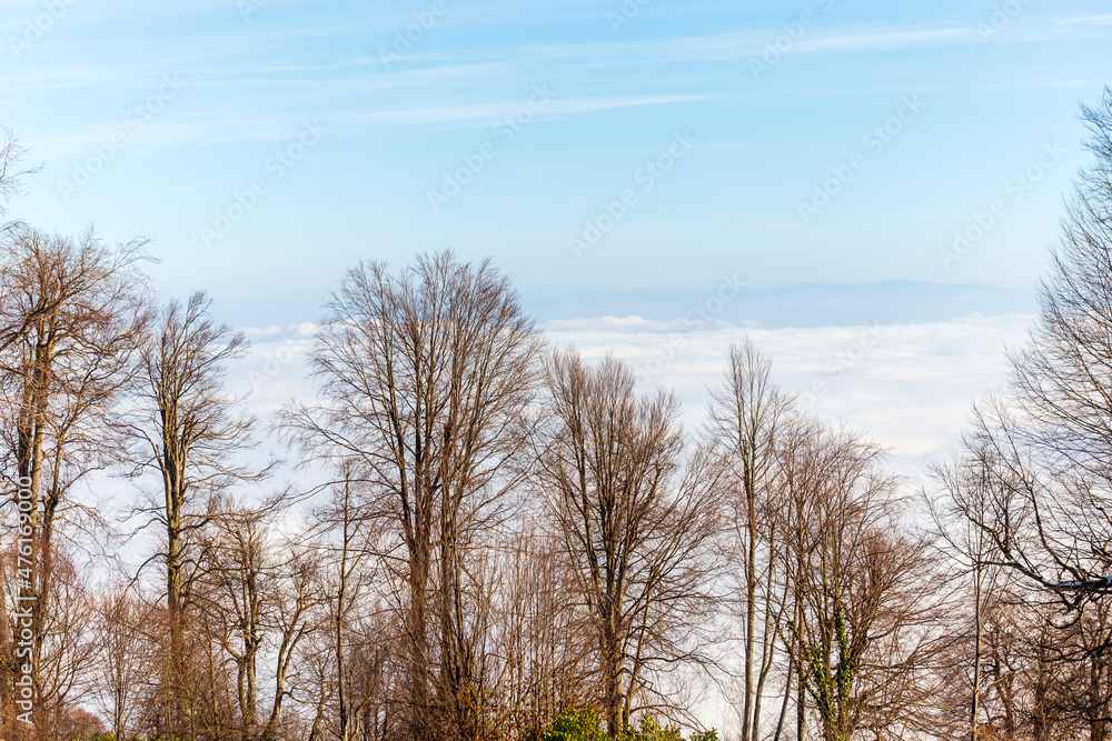 Small pine tress with Palandoken mountains with snow in Erzurum, Turkey Small pine tress with Palandoken mountains with snow in Erzurum, Turkey