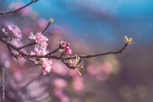 Close-up shot of cherry blossom on a blurred background. photo