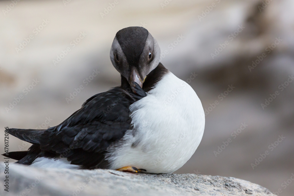Fototapeta premium Puffin