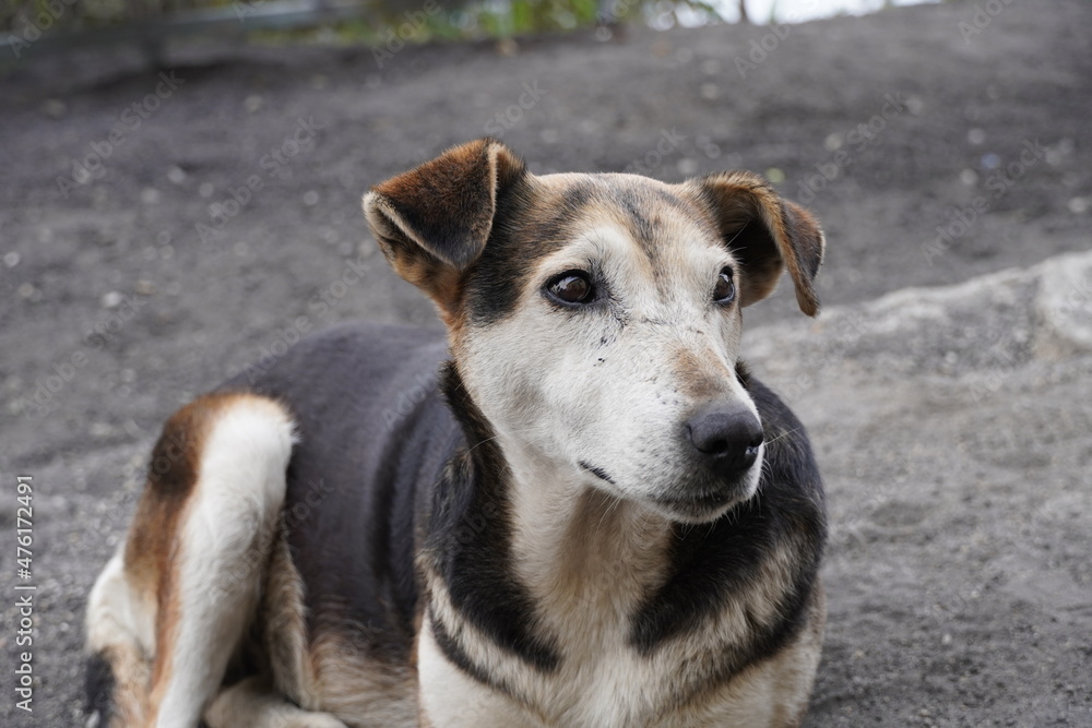 portrait of a dog