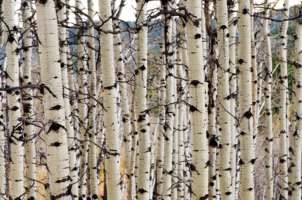 Obraz premium Birch trees close-up
