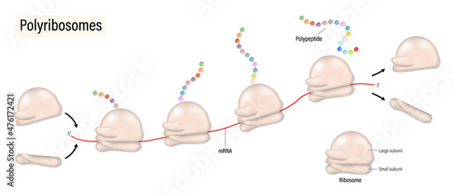 Polyribosome. Process of translation mRNA by ribosome in clusters. photo
